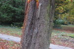 Pulling Test - Image 7
